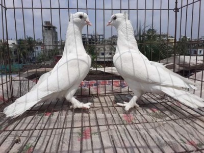 Bangladeshi Kagji Pigeons Crested.jpg