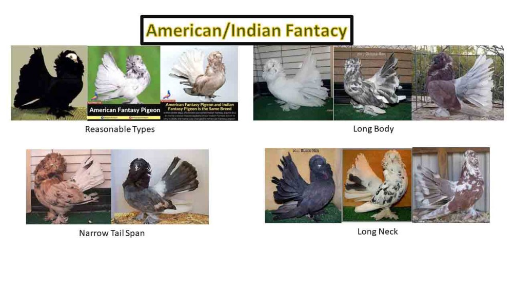 AmericanIndian Fantasy LQ.jpg